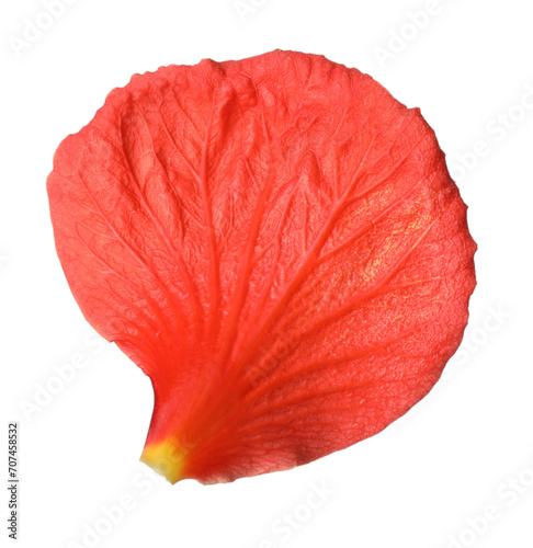 Beautiful red hibiscus petal isolated on white