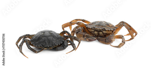 Two fresh raw crabs isolated on white