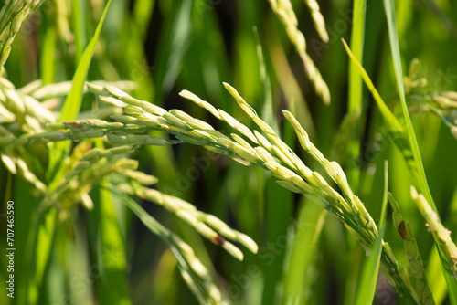 close up side view of growing ear of rice fully basking in sunlight in the rice field