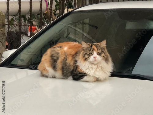 cat in on car in istanbul turkey