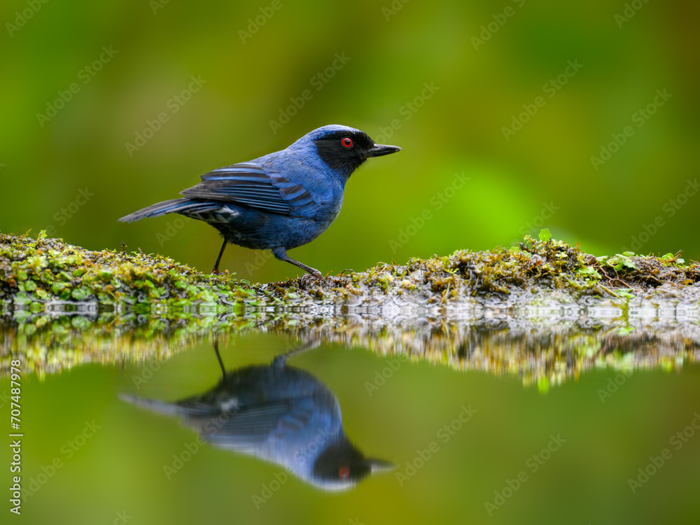 Masked Flowerpiercer with reflection on the pond on green background  