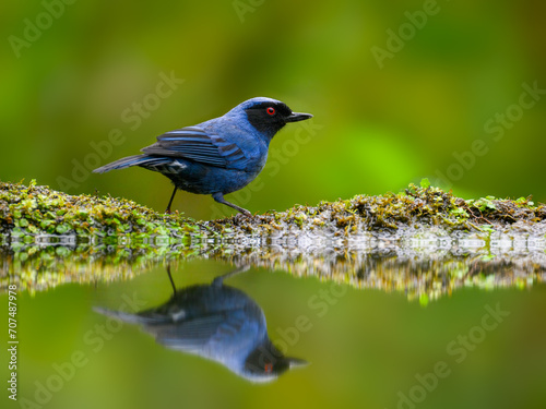 Masked Flowerpiercer with reflection on the pond on green background 