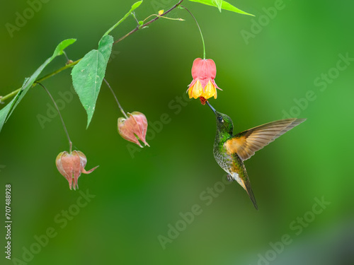 Buff-tailed Coronet in flight collecting nectar from red yellow flower on green background