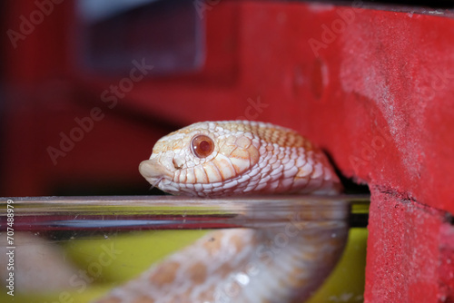 hognose snake