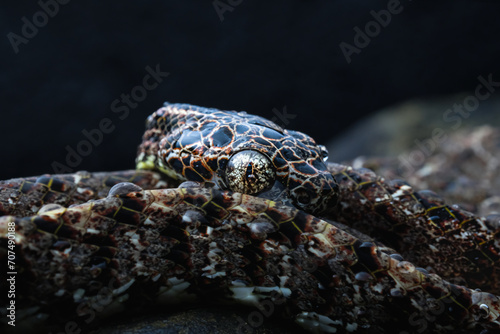 Boiga jaspidea  commonly known as the jasper cat snake is a species of rear-fanged colubrid that is uncommon throughout its range.