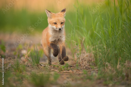 Young Red Fox running down a path