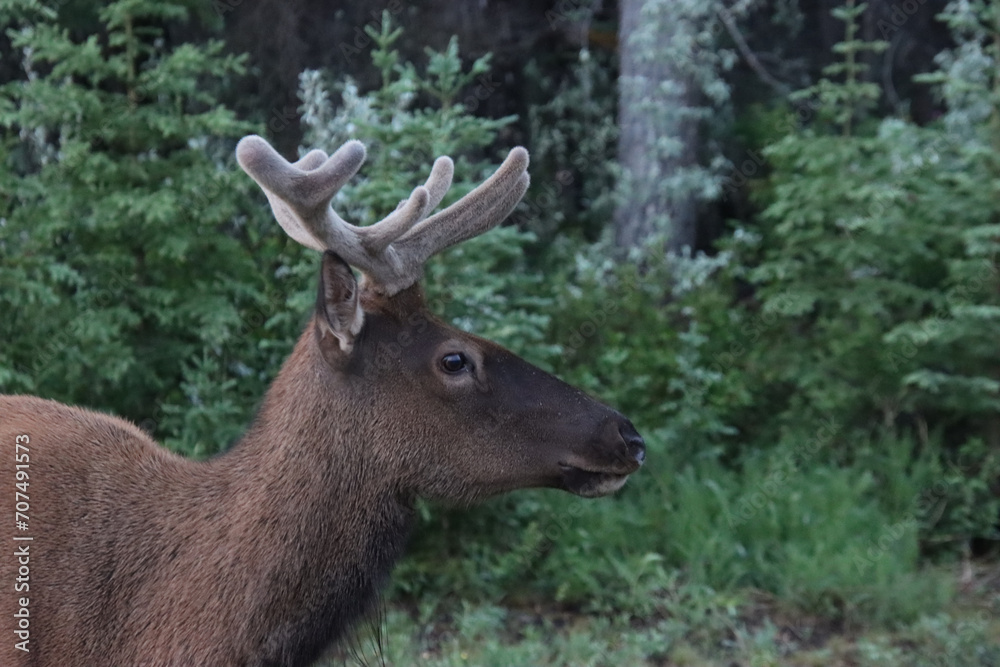 Profile of Elk with Velvet Antlers Profile of Elk with Velvet Antlers