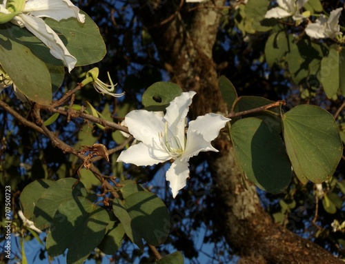 Bauhinia Forficata photo