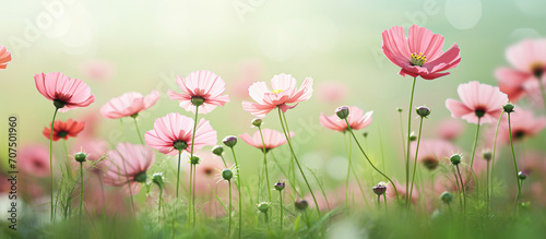 Pink cosmos flower field in garden with blurry background and soft sunlight. Close up flowers blooming on softness style in spring summer under sunrise © RainMelon