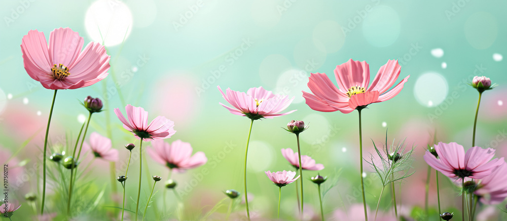 Pink cosmos flower field in garden with blurry background and soft sunlight. Close up flowers blooming on softness style in spring summer under sunrise