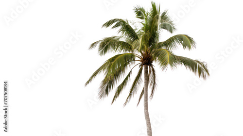  palm tree isolated on white background beautiful coconut tree