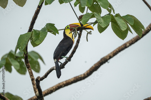 Fiery-billed Aracari Pteroglossus frantzii toucan bird in a tropical tree in Costa Rica  photo