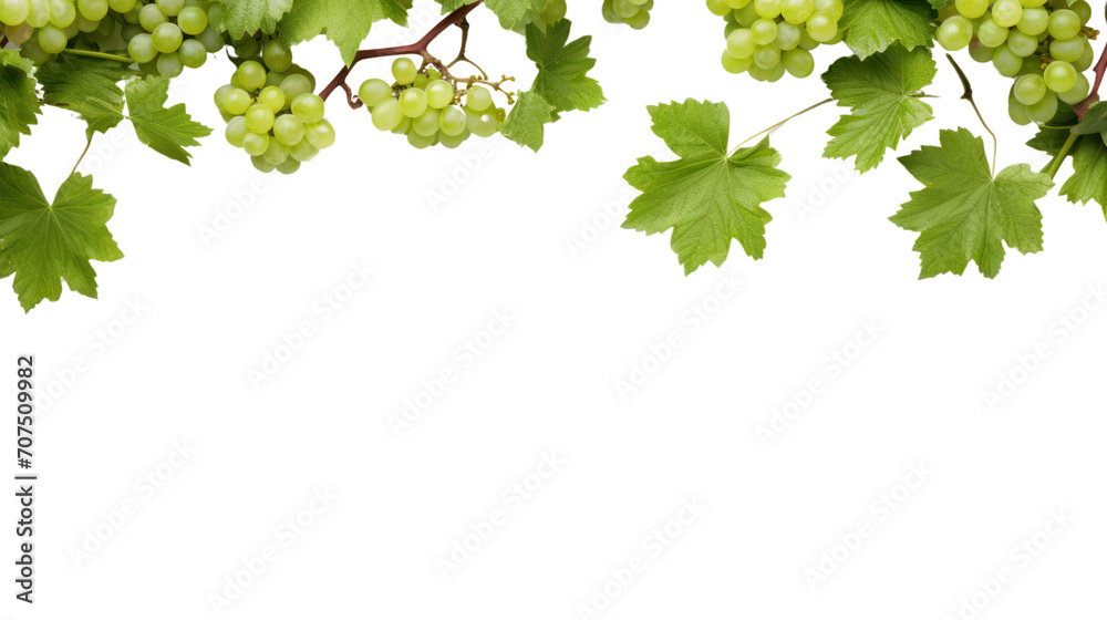 Fresh grapevine border, Isolated on white background, isolated on transparent and white background.PNG image. Fresh grapevine border, Isolated on white background, isolated on transparent and white background.PNG image.
