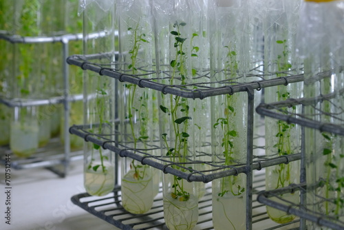 Foto in vitro collection of transgenic potato plant and original varieties