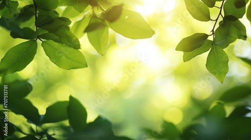 Fresh green tree leaves, frame. Natural background, flare light background