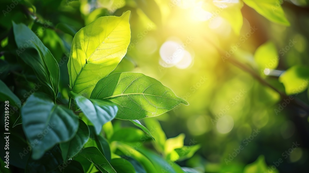 Nature of green leaf in garden at summer. Natural green leaves plants using as spring background cover page environment ecology or greenery wallpaper, Nature of green leaf in garden at summer. Natural green leaves plants using as spring background cover page environment ecology or greenery wallpaper,