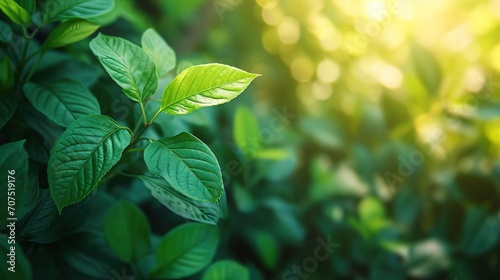 Nature of green leaf in garden at summer under sunlight. Natural green leaves plants using as spring background environment ecology or greenery wallpaper #707519176