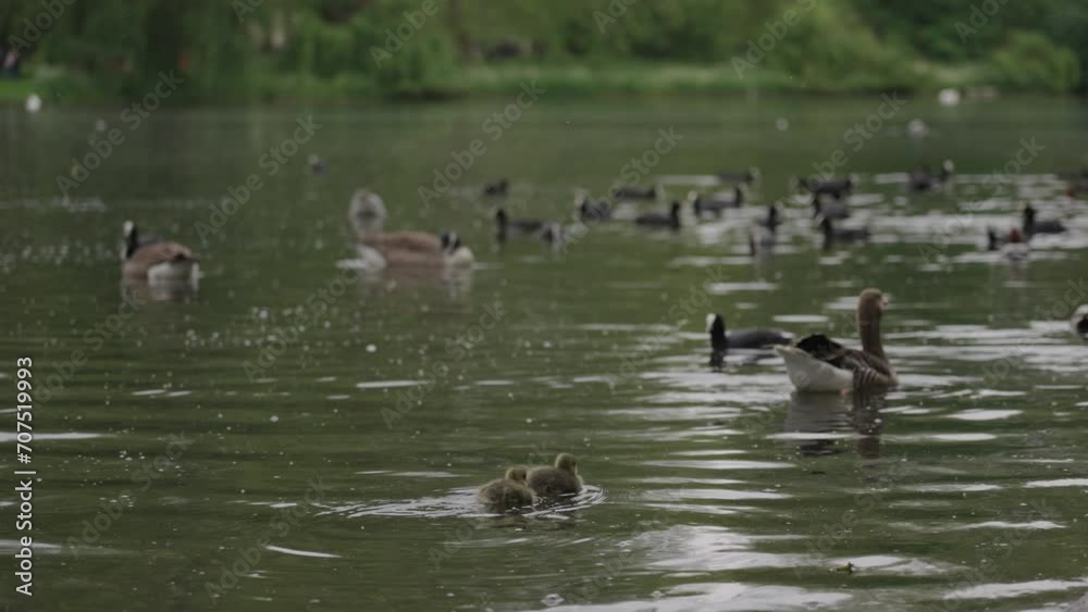 Shallow depth of field shot of two baby goslings, swimming out on the lake to join several other birds, St James's Park in Westminster, London in the spring Shallow depth of field shot of two baby goslings, swimming out on the lake to join several other birds, St James's Park in Westminster, London in the spring