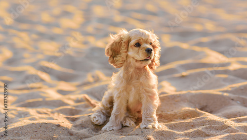 A Cocker Spaniel puppy requiring attention and care sits on the sand and looks away. A dog is a friend of a person. Taking care of a pet. Accessories for animals.
