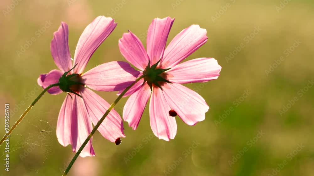 Beautiful cosmos flowers in the garden, outdoor Chiangmai Thailand Beautiful cosmos flowers in the garden, outdoor Chiangmai Thailand