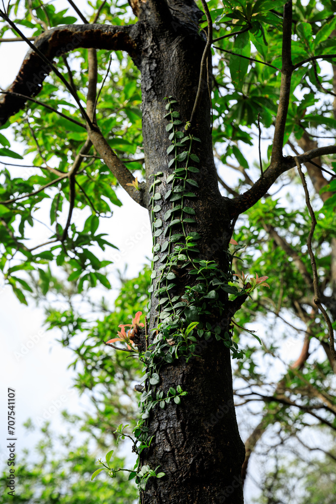 Parasitic vine wrapped around tree trunk in tropical forest