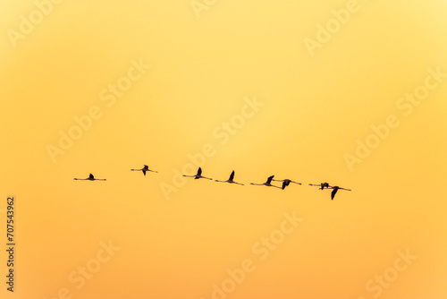 Glock of Greater Flamingos flying in orange background © Niranjan