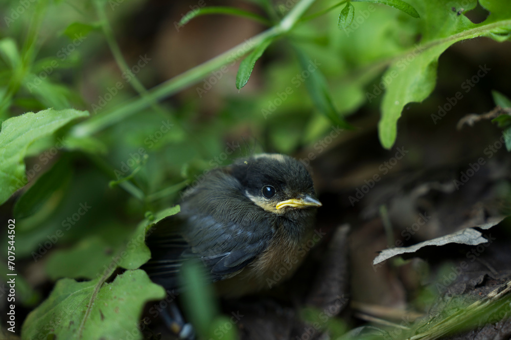 Obraz premium 아기새 A bird is hiding among the leaves