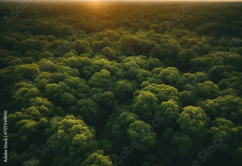 Beautiful green amazon forest landscape at sunset sunrise Adventure explore air dron view vibe © ArtisticLens