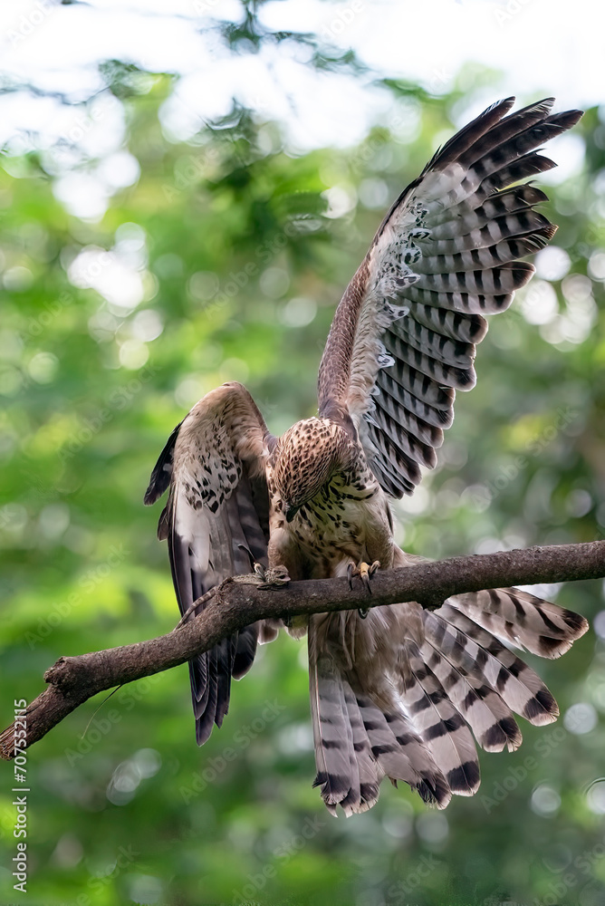 Obraz premium Changeable hawk eagle catching a prey