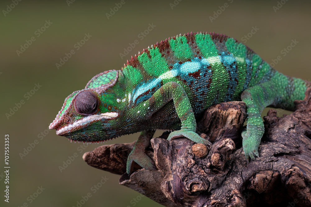 Female chameleon panther on a tree branch Female chameleon panther on a tree branch