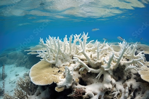 Coral Bleaching Awareness: Documenting the impact of coral bleaching on reefs.