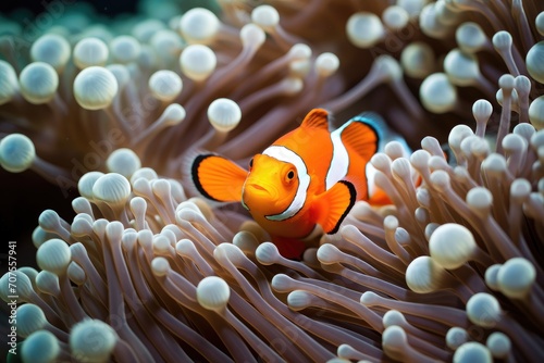 Anemone Wonderland: Clownfish nestled within the tendrils of sea anemones. © OhmArt