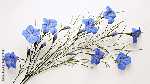 white background with 3D representation of flax plant, with delicate blue flowers and slender stems