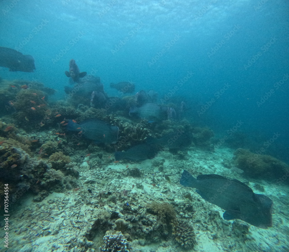 The best diving spot Sipadan Island, Sabah state in Malaysia.