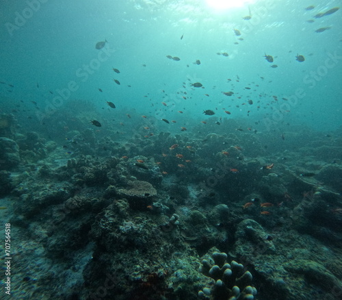 The best diving spot Sipadan Island, Sabah state in Malaysia. © Optimistic Fish