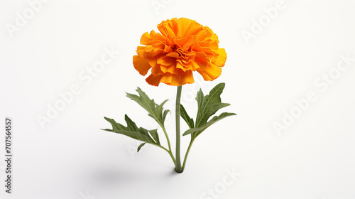 a photo realistic 3D model of a marigold © Aura