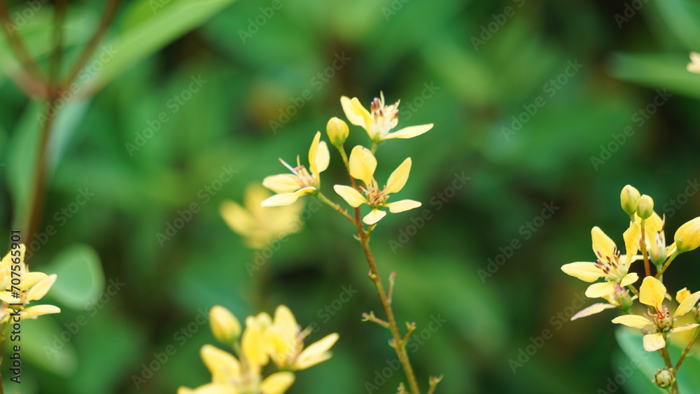 Galphimia glauca (Also called hujan mas, noche buena, Gold shower thryallis, Noche buena, Rain of gold) flower.The plant’s dried leaves and flowers are macerated in alcohol and shaken Galphimia glauca (Also called hujan mas, noche buena, Gold shower thryallis, Noche buena, Rain of gold) flower.The plant’s dried leaves and flowers are macerated in alcohol and shaken