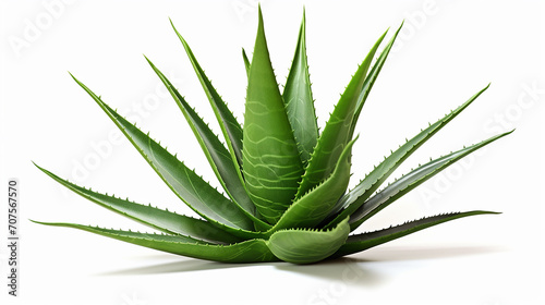 aloe vera plant rendered in 3D with detailed spiky leaves and realistic texture isolated on white
