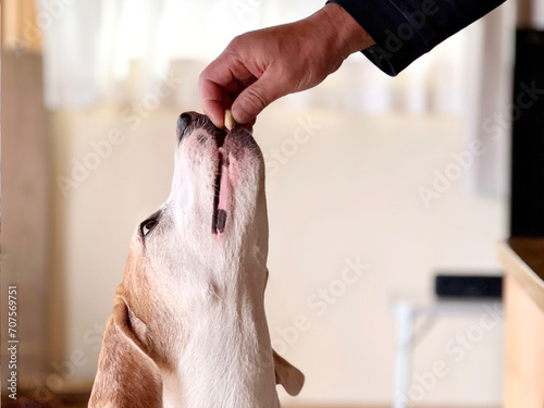男性の手からお菓子にかじりつく犬 photo