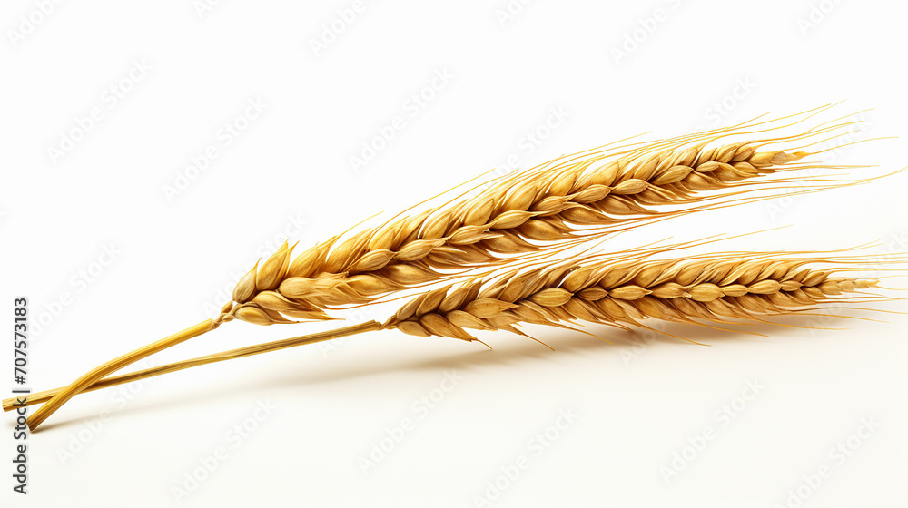 single stalk of wheat, golden hues and textured grains standing tall on white background. 3D render single stalk of wheat, golden hues and textured grains standing tall on white background. 3D render