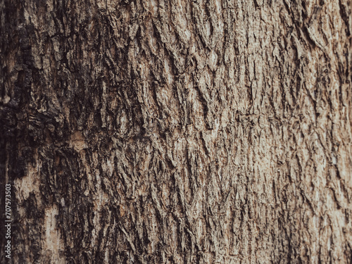 Brown teak tree texture, close-up shot in the forest