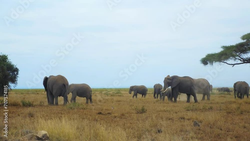 Endangered African Wild Elephant Herd/Family In Savanna photo