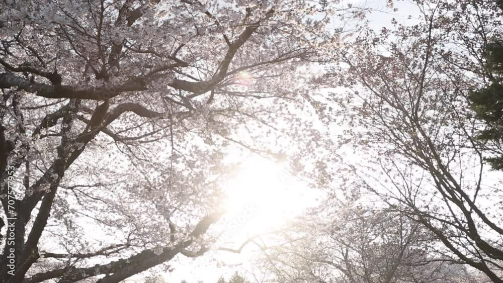 森町オニウシ公園の桜 森町オニウシ公園の桜