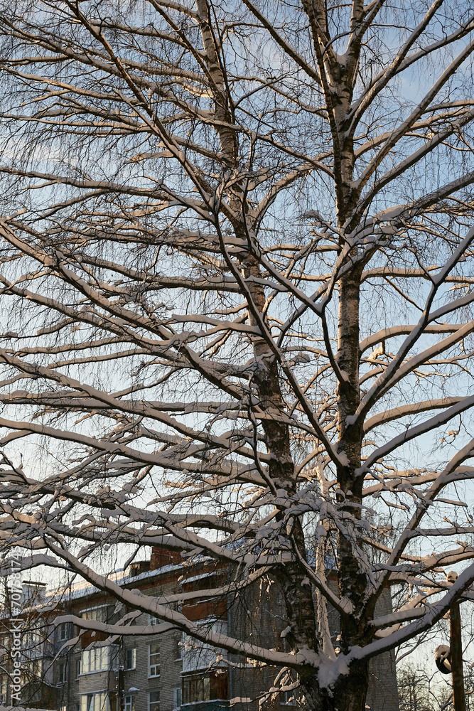 Obraz premium tree in winter in the snow in close-up against the