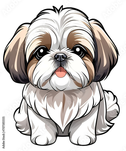 shih tzu dog
