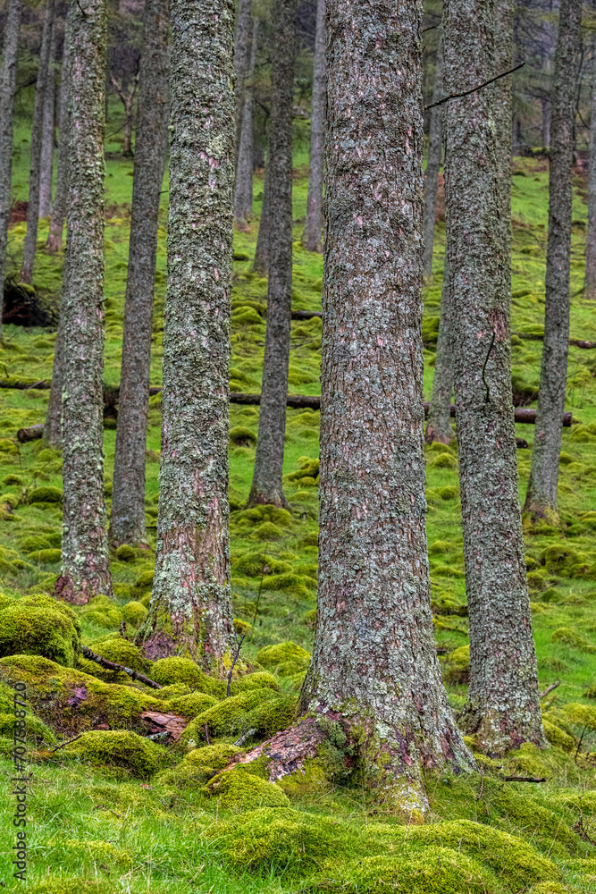 Obraz premium Tree trunks and a mossy ground, seen in the Lake District, UK