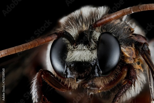 Extreme macro portrait of a bee is sharp and detailed, magnified 4 times through the microscope objective lens. The frame width is 5mm.