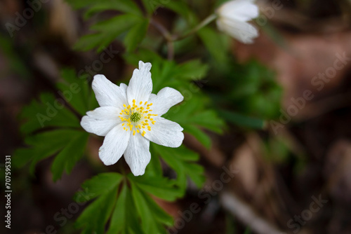 Close-up of white primrose forest anemones in the forest
