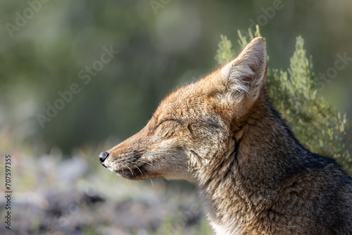 Zorro culpeo (Lycalopex culpaeus)