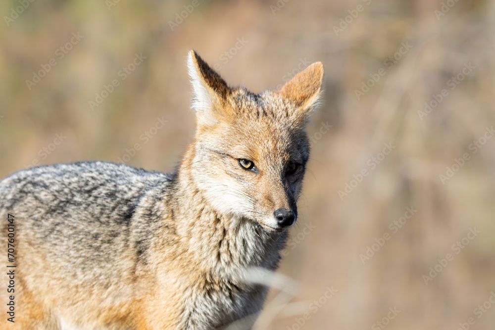 Zorro culpeo (Lycalopex culpaeus) Zorro culpeo (Lycalopex culpaeus)